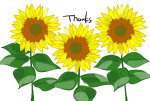 Thanks・ひまわり