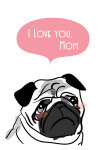 パグ「I Love you,Mom」