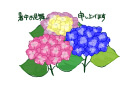 暑中見舞い・あじさい4
