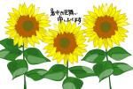 暑中見舞い・ひまわり2